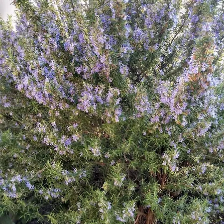 Grande Vista - Lovely With Private Spacious Lush Mediterranean Patio And Sea View Apartmán