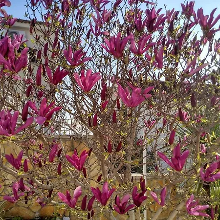 Grande Vista - Lovely With Private Spacious Lush Mediterranean Patio And Sea View